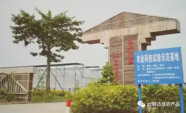 南沙农业生产草莓视频黄色在线观看